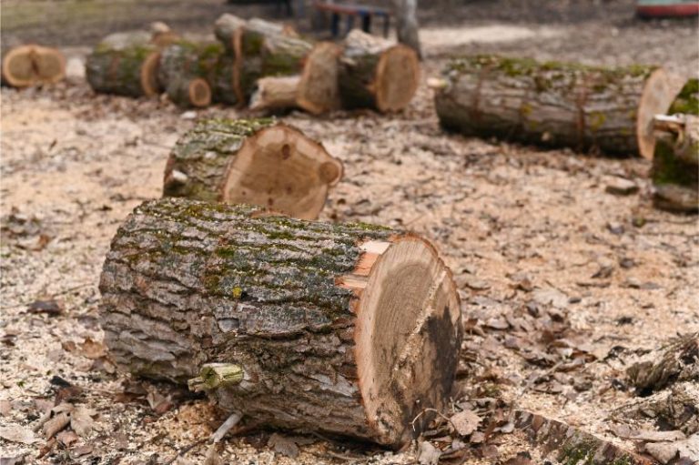 a tree sawn into logs 2023 07 17 22 16 42 utc