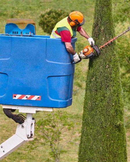 gardener pruning a cypress on a crane seasonal tr 2022 06 07 07 36 29 utc